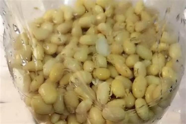 煮熟的豆子能做花肥吗 煮熟的豆子还能做肥料吗