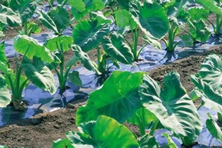 种香芋施什么肥最好