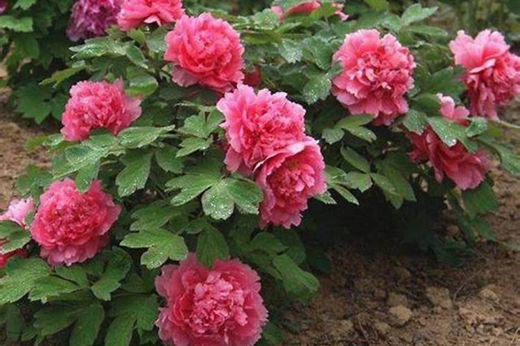 牡丹在开花的时候可以施肥吗牡丹需要怎么施肥