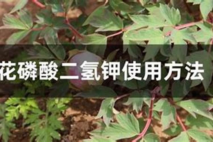 牡丹花怎么施肥