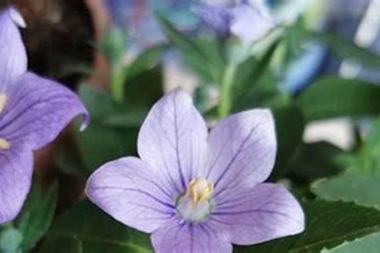 洋桔梗的盆栽时间和养护方法