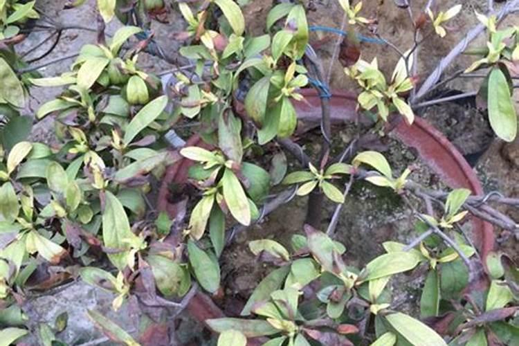 杜鹃花花败后如何养护