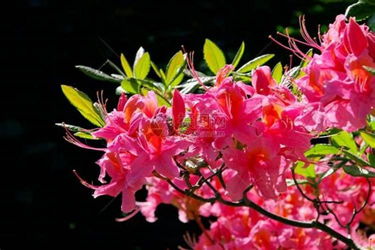 如何给杜鹃杀菌