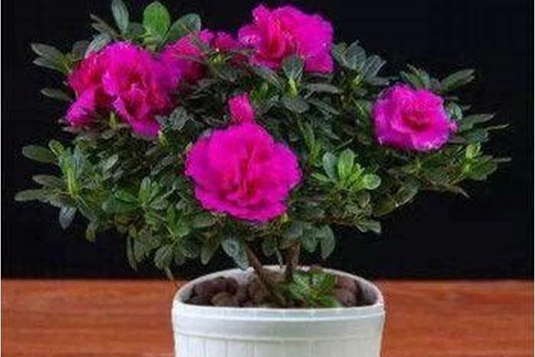 杜鹃花感染了黄斑白斑怎么预防根除