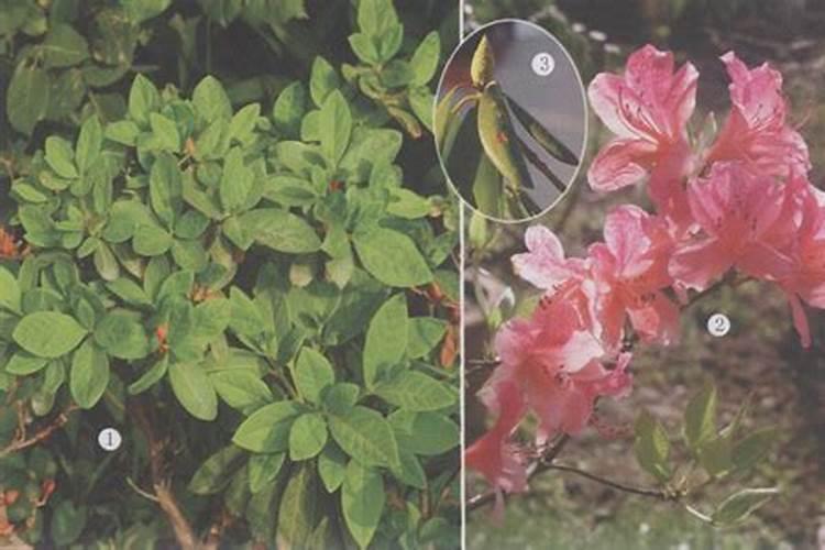 杜鹃花病害综合防治技术有哪些？