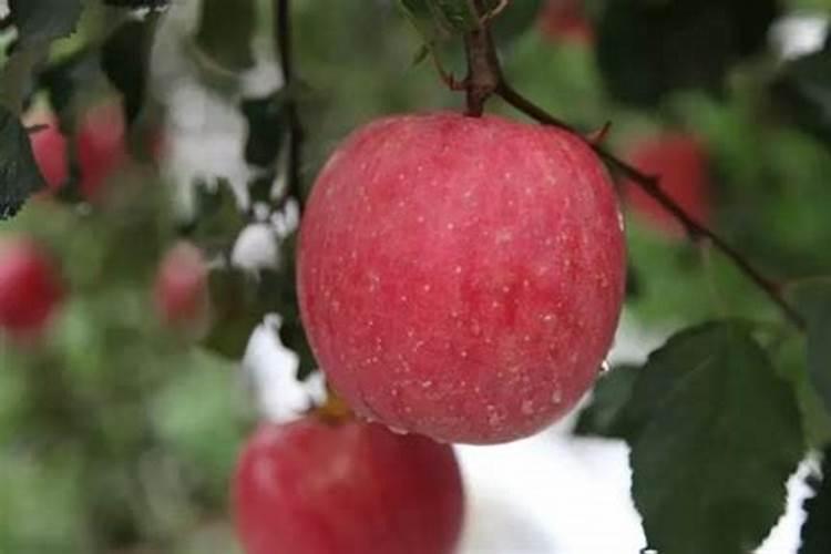 果树冲施肥造成的中毒有哪些类型？