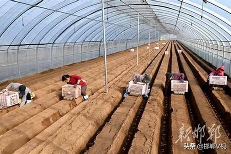 西瓜大棚四膜覆盖早熟高产栽培技术有哪些要点？