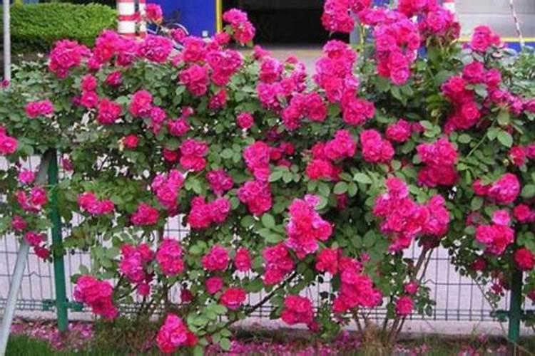 藤本月季怎样施肥