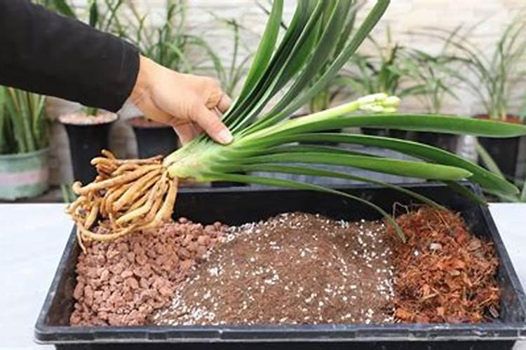 怎样让花长得好？