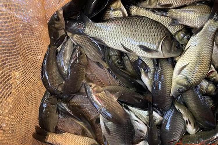 使用鱼蛋白肥会有什么效果？