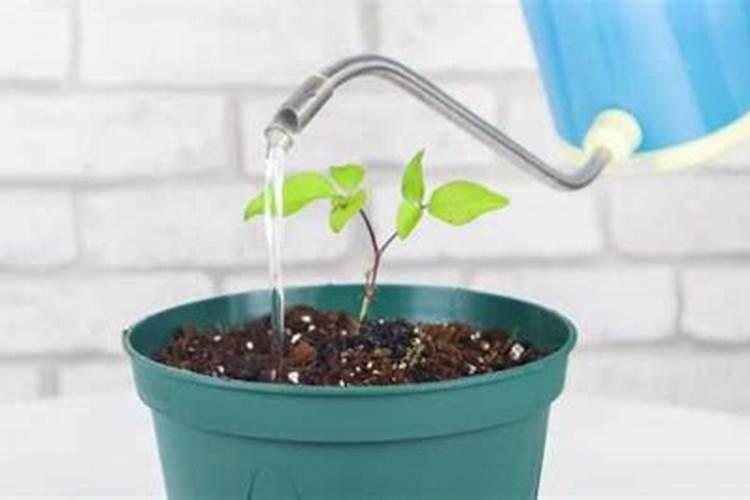 铁线莲用什么肥料好怎么施？