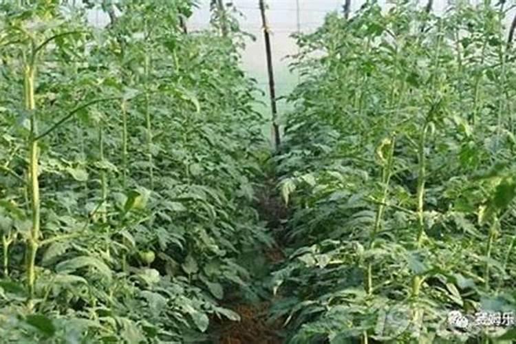 苦瓜施肥用什么肥料