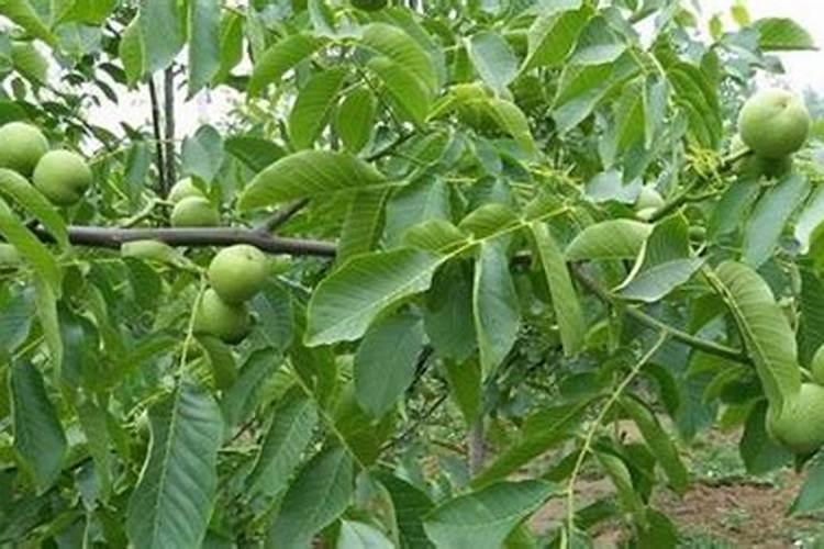 含腐植酸水溶肥料有什么功能和普通水溶肥有区别吗？