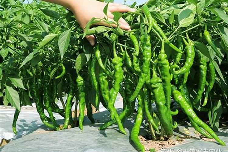 茄子、辣椒、西红柿等结果多的秘密是什么？