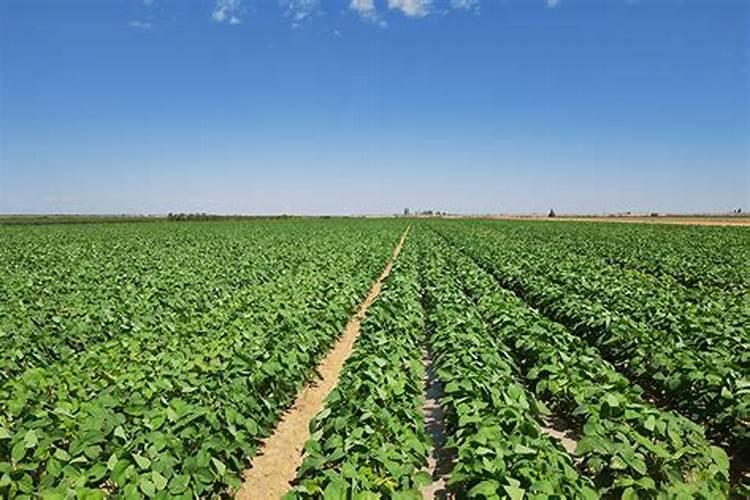 大豆施肥时应该注意那些事项？