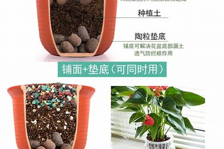 球兰花怎么养护(详解球兰的养护方法)