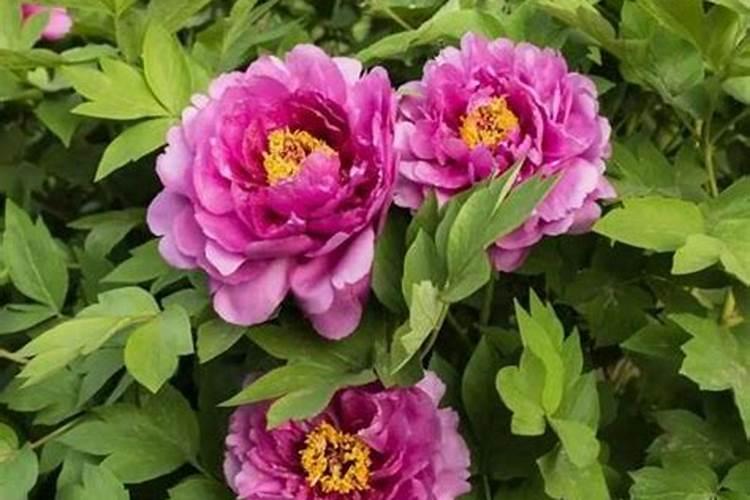 氨基酸水溶肥可以做牡丹花后追肥吗？