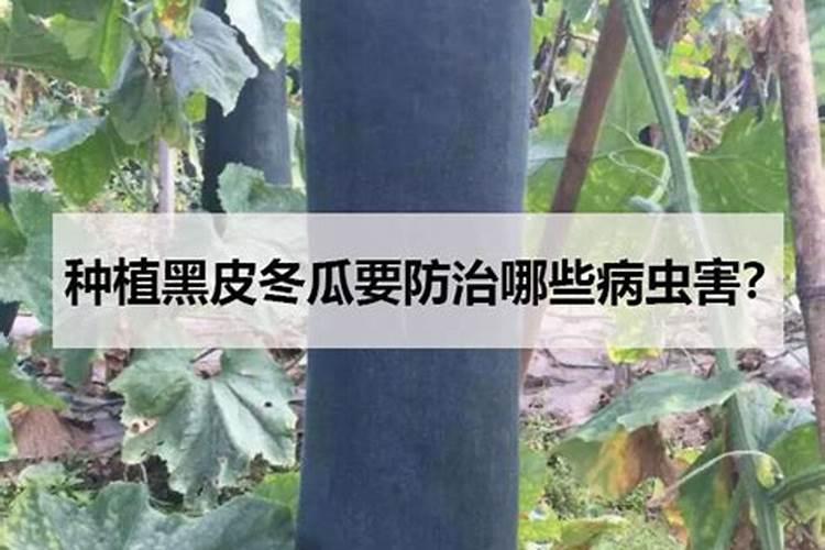 黑皮冬瓜胜利神光施肥技术