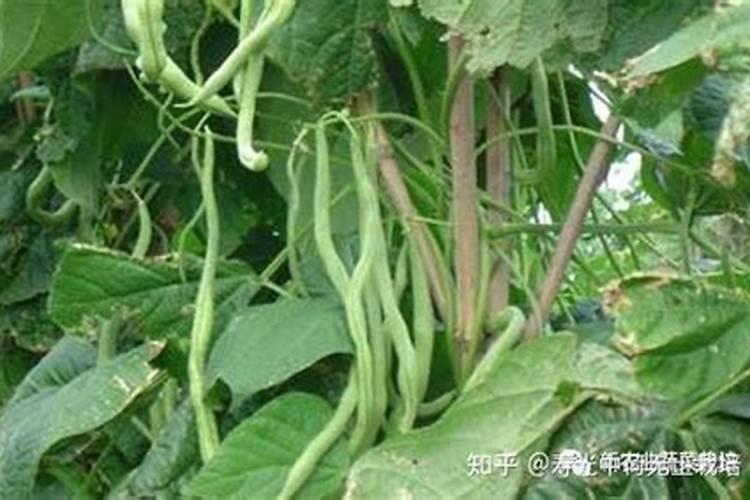 架豆王种植时间和方法