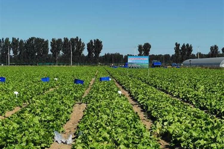 氨基酸叶面肥喷施过量会怎样？