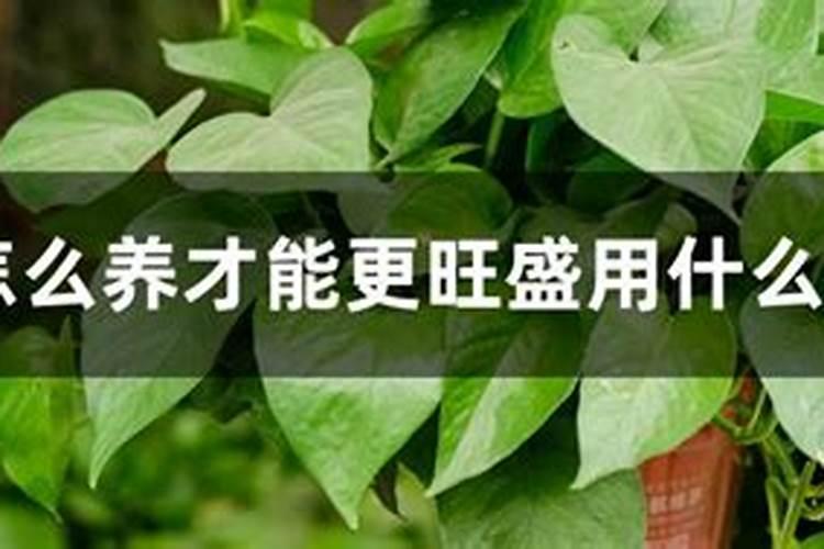 绿萝用什么肥料长得快,含氮的有机肥最利于生长