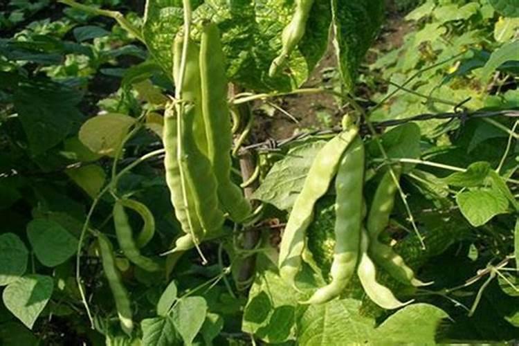 架豆王种植时间和方法