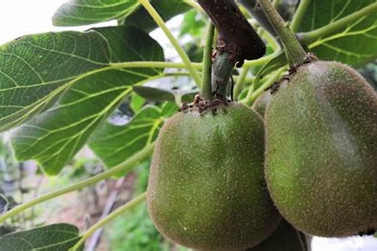 养花叶面肥的制作方法如何制作花肥 花肥的制作方法