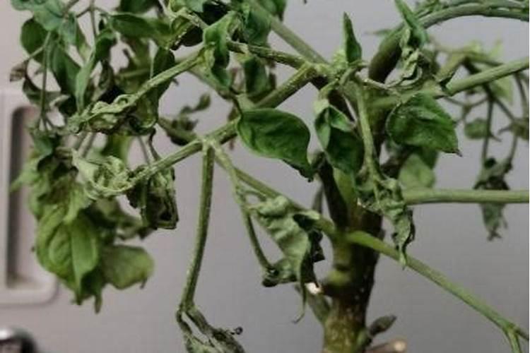 马上要过冬了,家里的葡萄树要怎么埋才不会受冻？