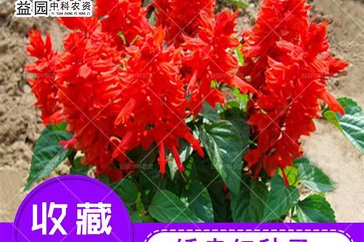 串红花上什么肥