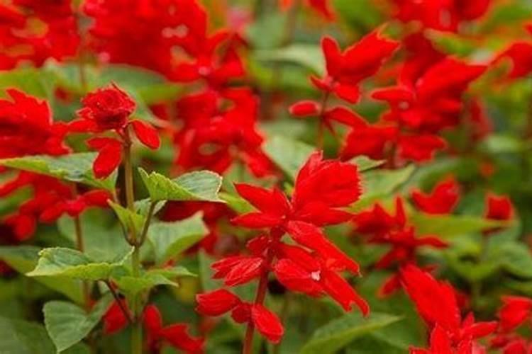 番红花的养殖方法 怎样种植番红花