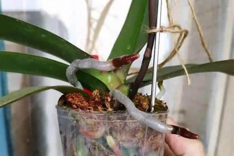 瓶苗蝴蝶兰用什么肥