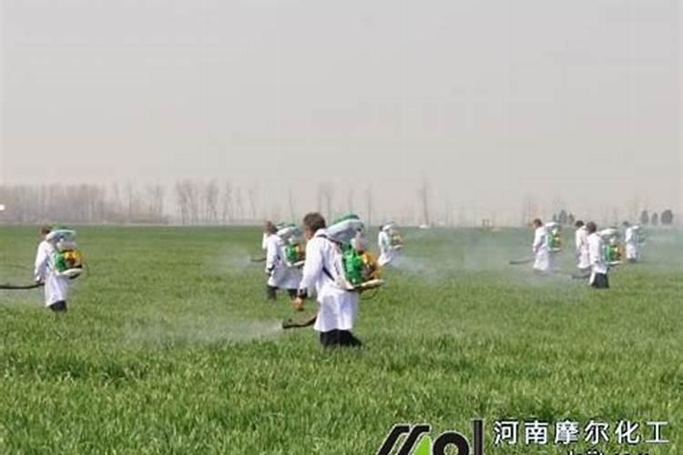 果树为什么要喷施叶面肥？叶面肥优势在哪里？