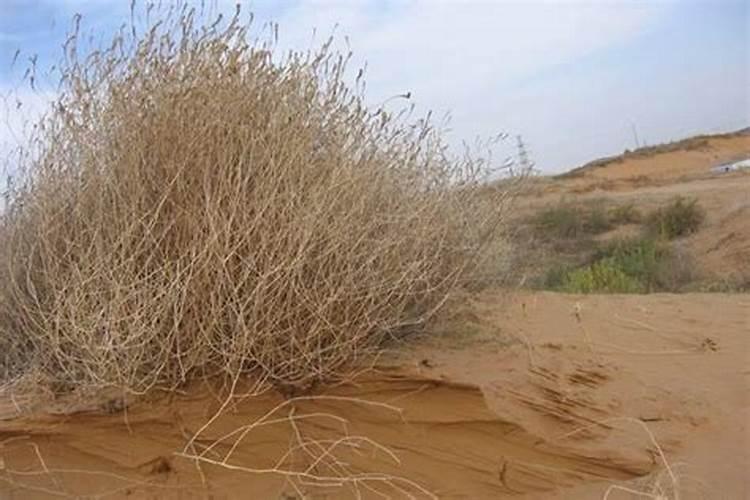 尿素和氮肥,哪个给果树施肥的效果好？为什么？