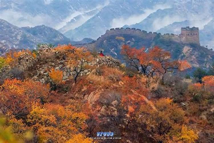 柠檬树补什么肥料最好