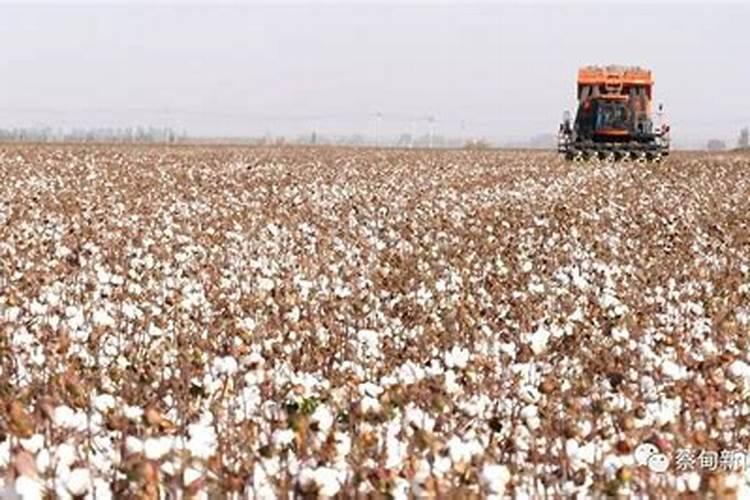 棉花管理很关键,棉花精细化管理要点有哪些？