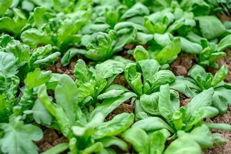 蔬菜苗期需要什么营养