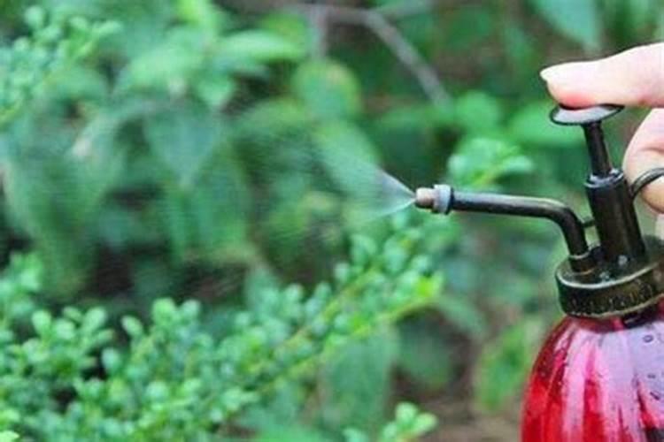 一颗番茄一次施磷酸二氢钾多少克