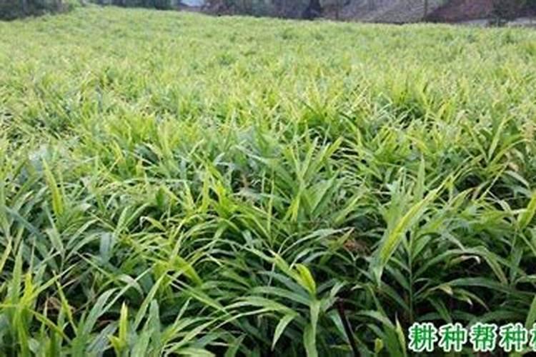 种生姜用什么肥料好