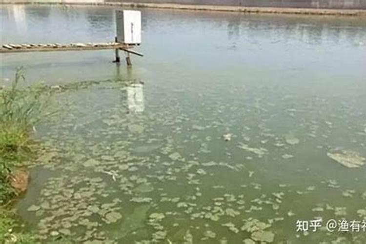 阴雨天池塘容易倒藻？养殖户如何有效防止倒藻的发生？