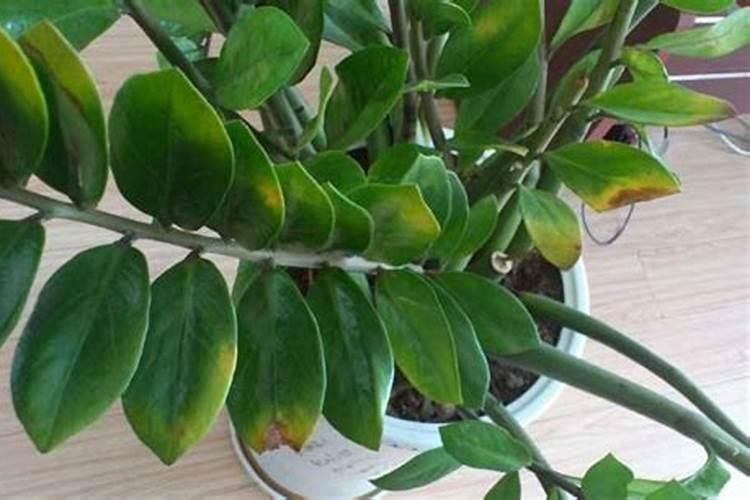 金钱树叶子发黄一般就这六种情况,这些方法可以让叶子恢复翠绿