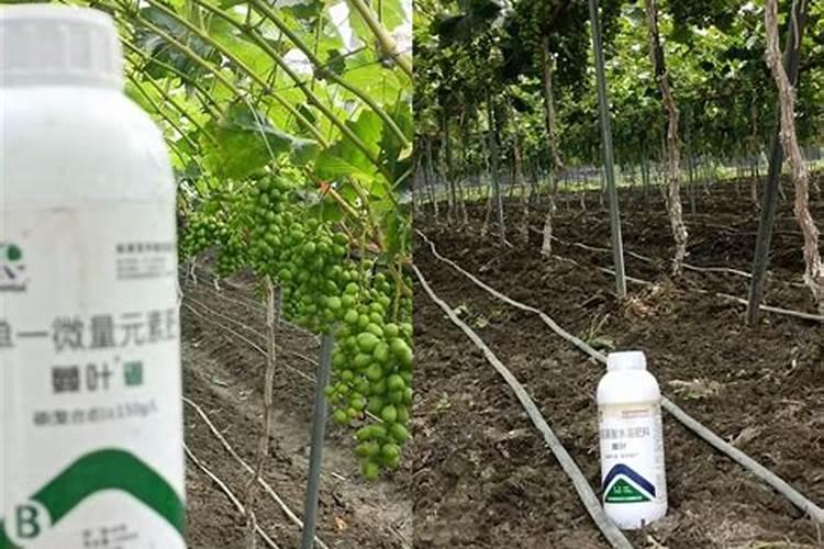 黄瓜专用叶面肥厂家,叶面肥哪个品牌好？叶面肥用昆仑风!