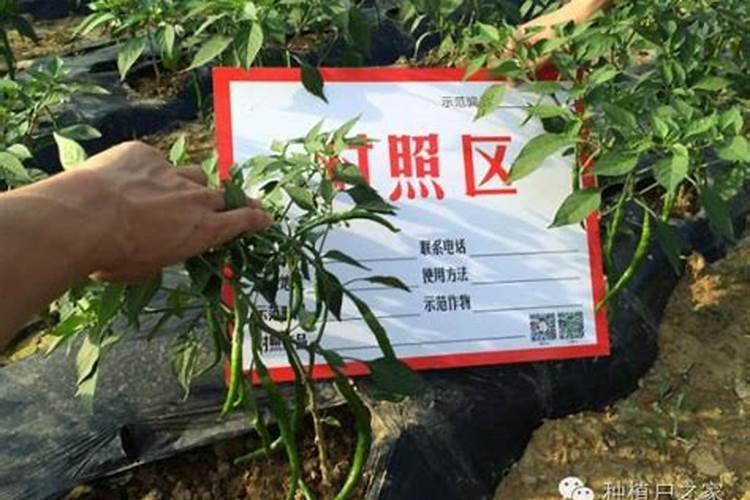 辣椒生长需要什么肥料