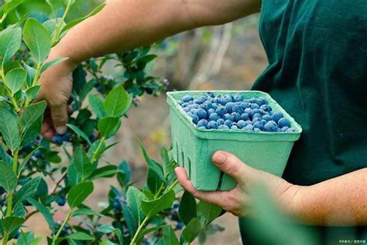 薏米,黄皮,木瓜可以一块种值吗？