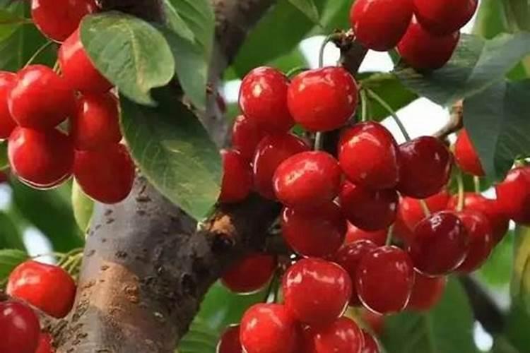 樱桃膨大期施肥用什么肥料？樱桃结果期哪些肥料可以用作基肥？