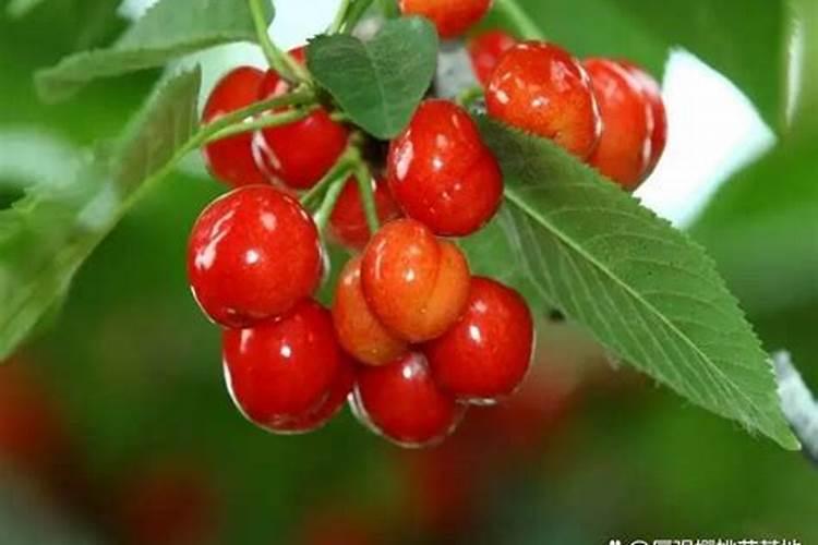樱桃保花保果叶面喷什么好？樱桃挂果期用什么肥料吸收好？