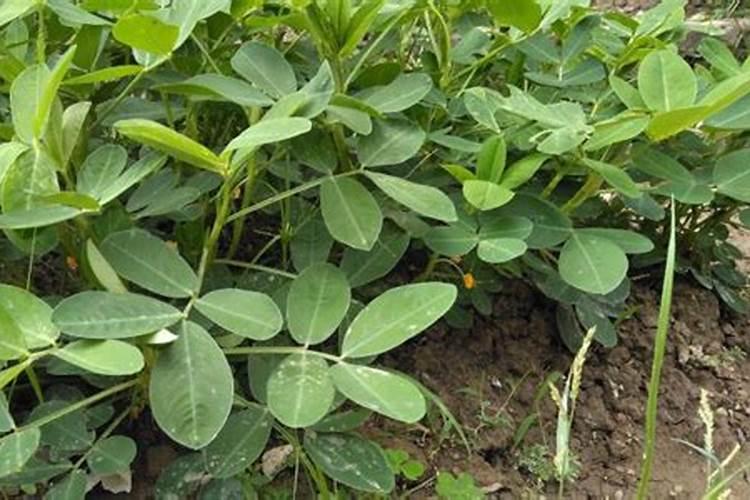 花生缺钙表现怎样的症状？如何给花生补钙？