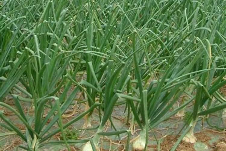 洋葱用什么肥料好？