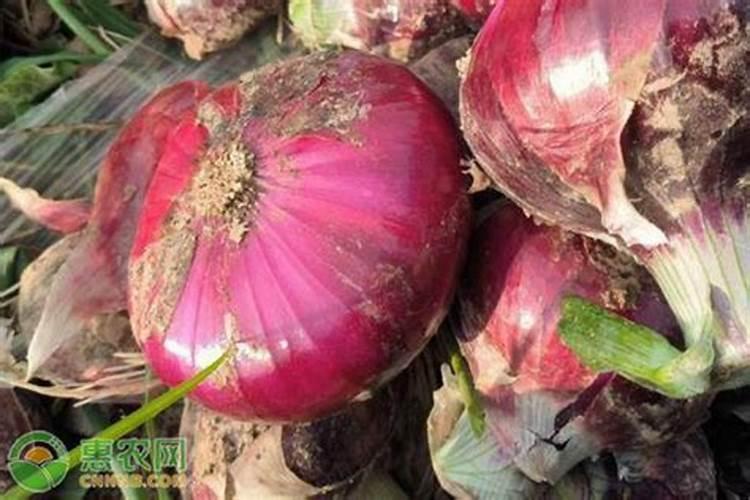 洋葱后期管理技术