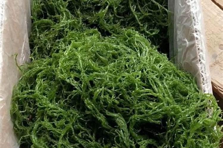 青岛明月蓝海生物科技有限公司明月海藻肥简介