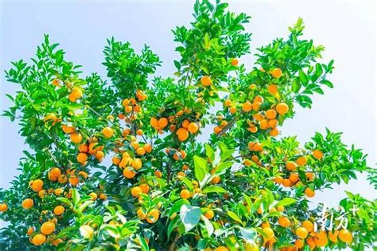 沙糖桔什么时候施钾肥？沙糖桔什么时候种植